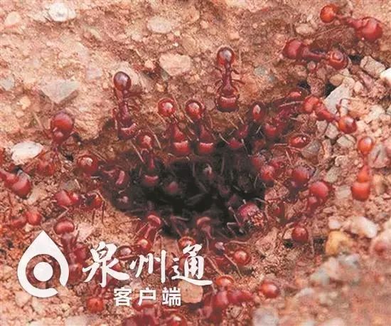 谨慎毒虫视频,警惕这种虫有人被咬后差点没命