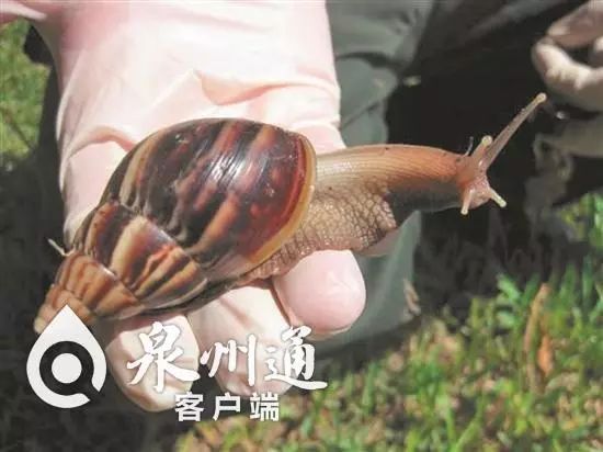 谨慎毒虫视频,警惕这种虫有人被咬后差点没命