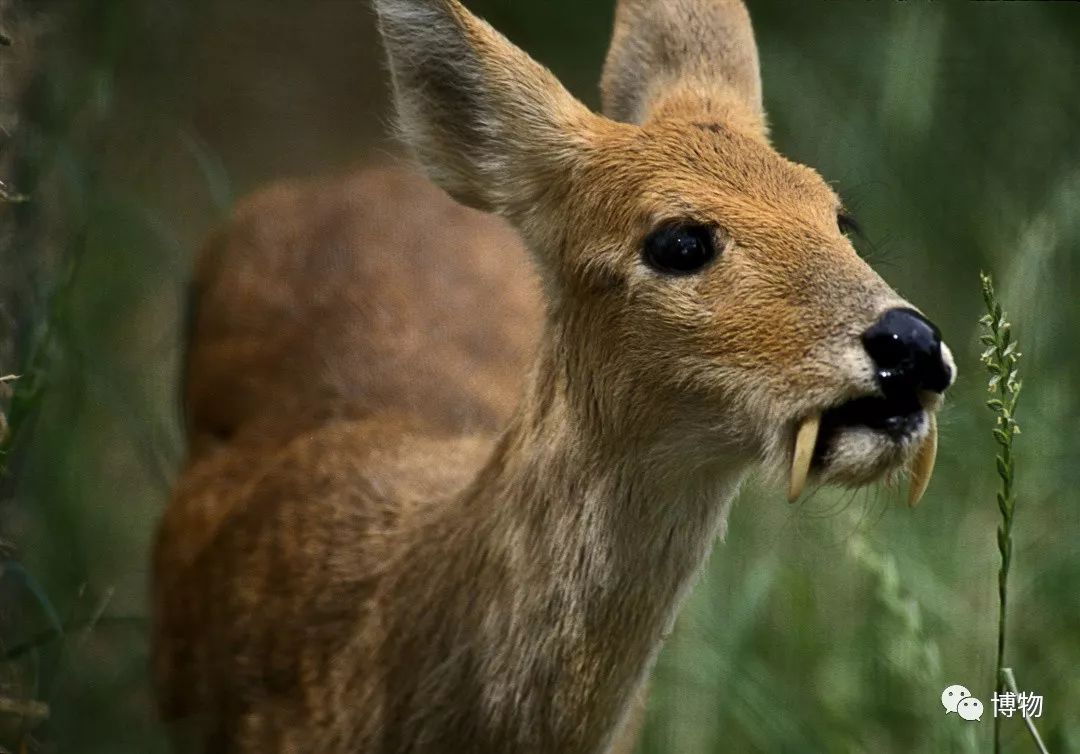 想研究野生动物?看看学这个专业的人都在干嘛吧
