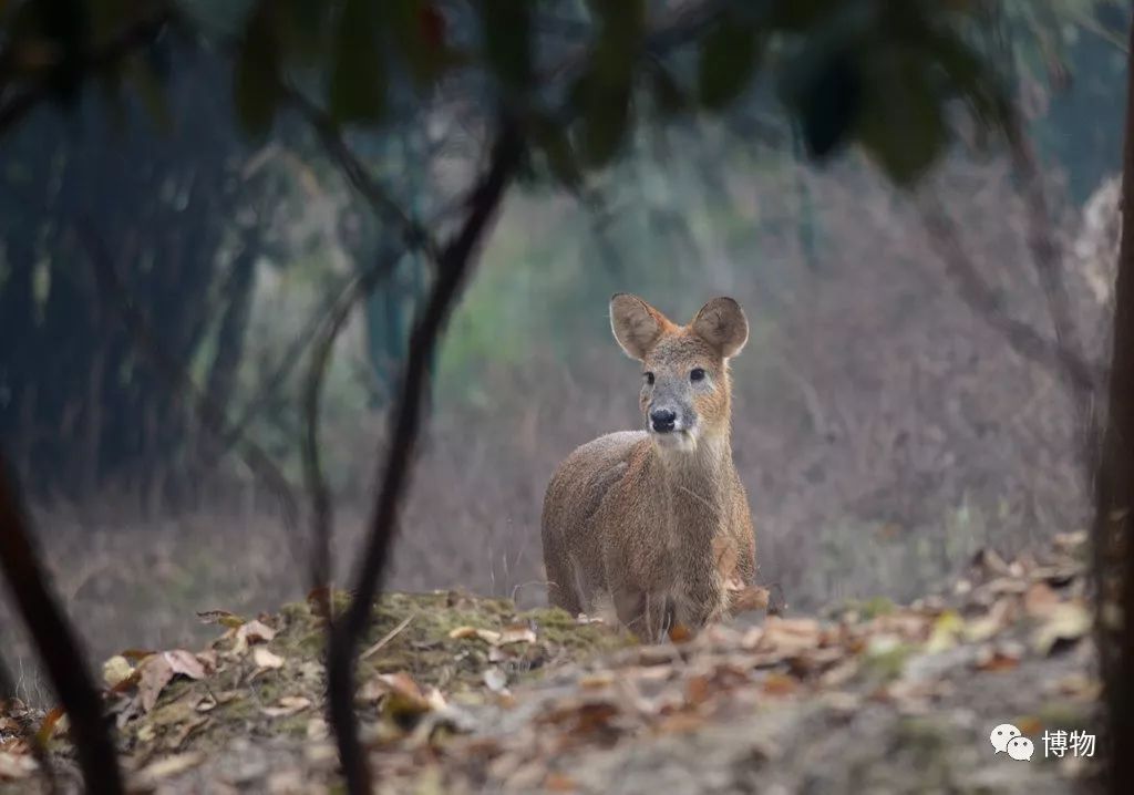 想研究野生动物?看看学这个专业的人都在干嘛吧