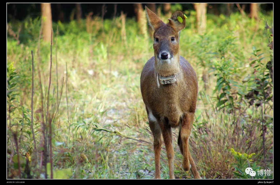 想研究野生动物?看看学这个专业的人都在干嘛吧