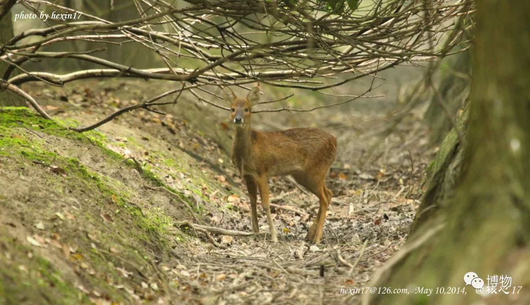 想研究野生动物?看看学这个专业的人都在干嘛吧
