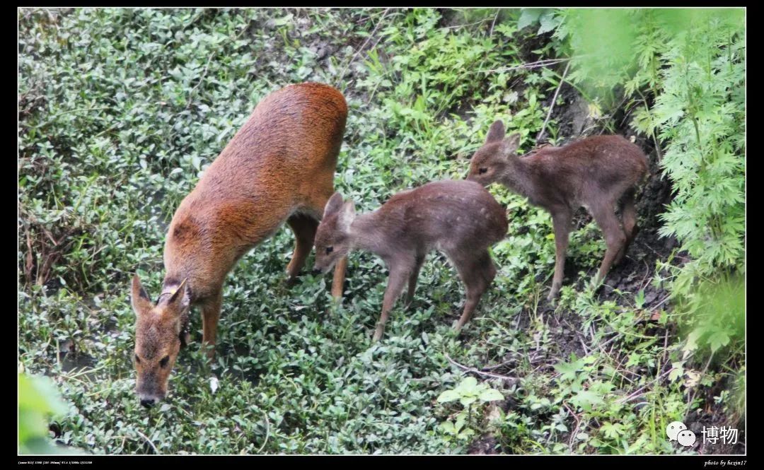 想研究野生动物?看看学这个专业的人都在干嘛吧