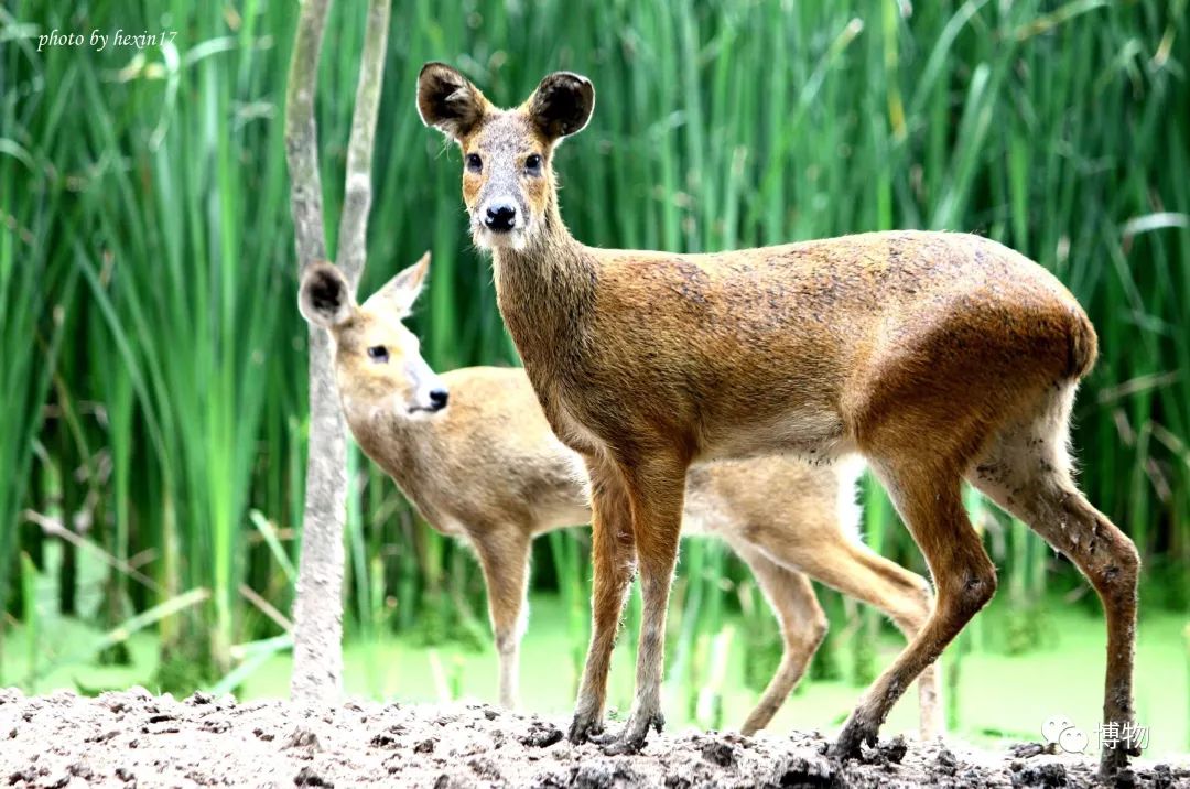 想研究野生动物?看看学这个专业的人都在干嘛吧