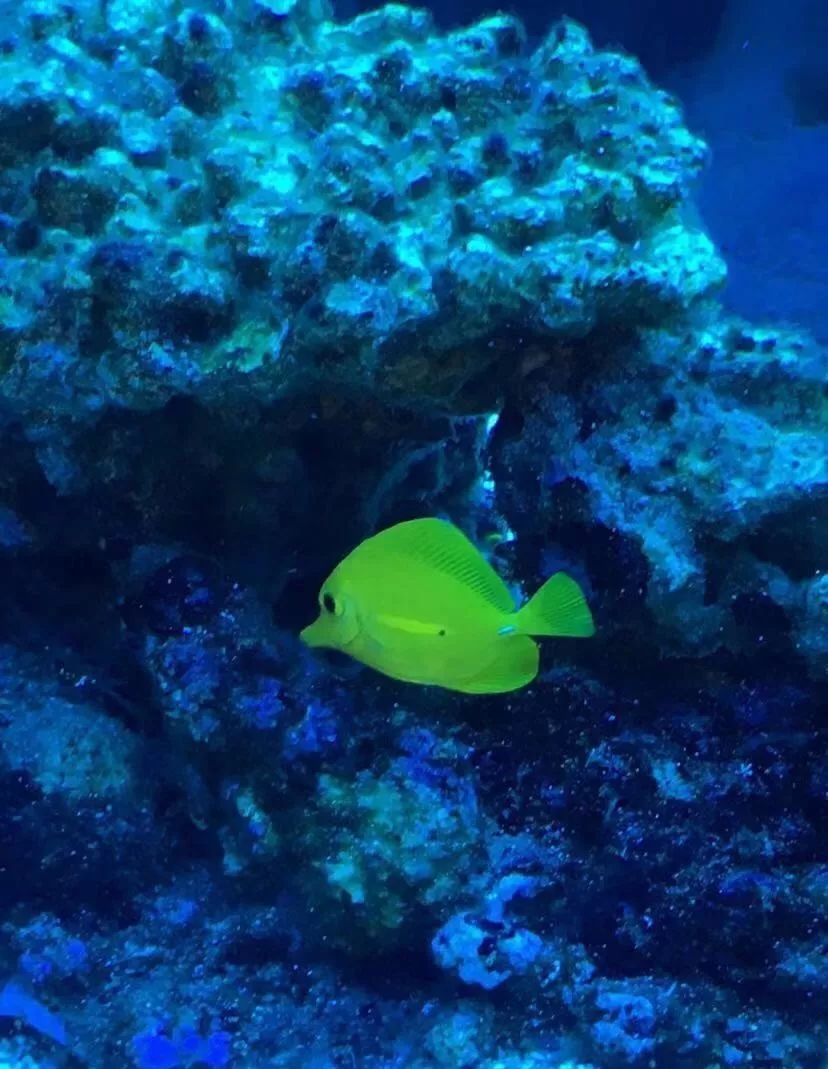 刚开缸爆藻的原因,爆藻期间藻断了