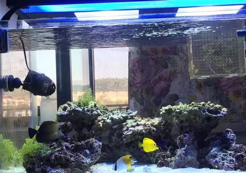 刚开缸爆藻的原因,爆藻期间藻断了