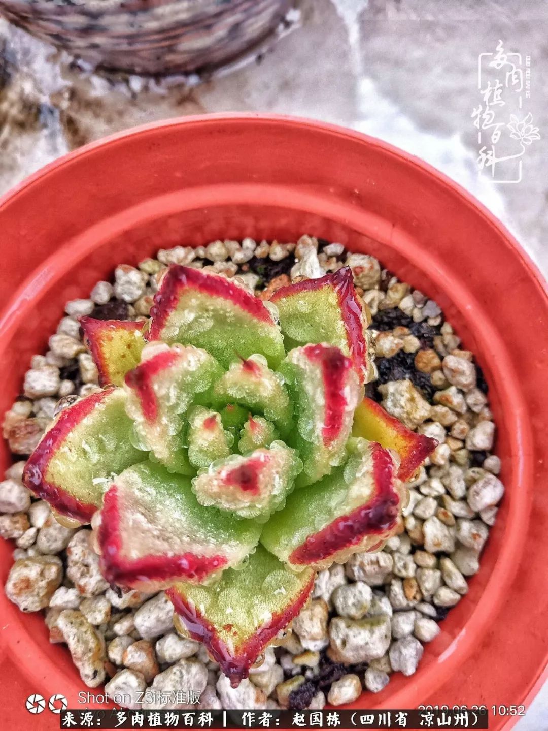 一场猝不及防的大雨中原声,雨中的多肉晶莹剔透
