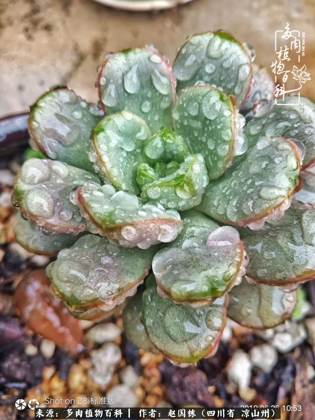 一场猝不及防的大雨中原声,雨中的多肉晶莹剔透