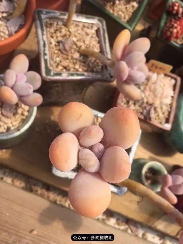 韩国多肉怎么买才好看,韩国多肉和国内有什么区别