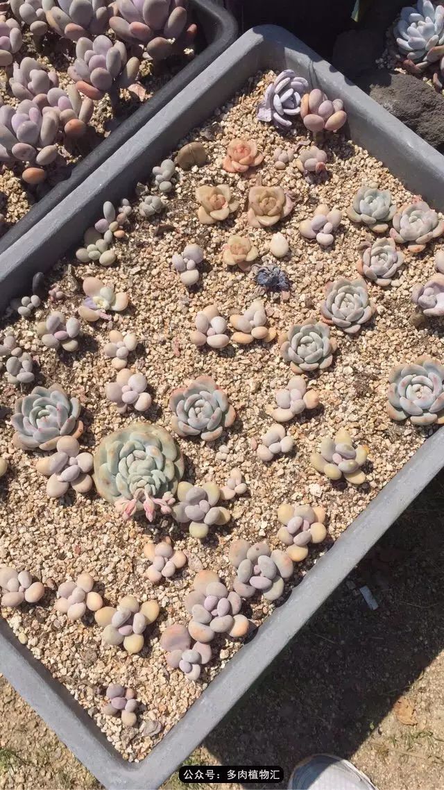 韩国多肉怎么买才好看,韩国多肉和国内有什么区别