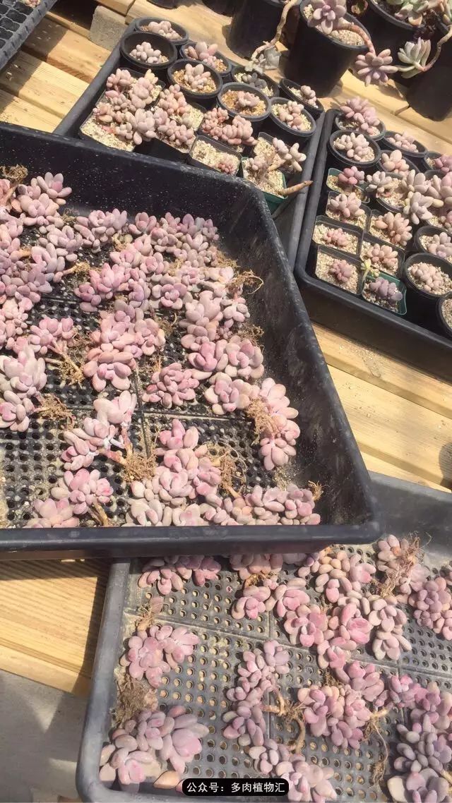 韩国多肉怎么买才好看,韩国多肉和国内有什么区别