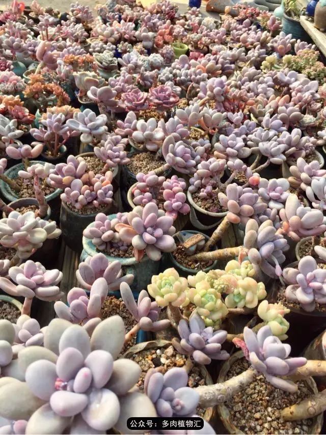 韩国多肉怎么买才好看,韩国多肉和国内有什么区别
