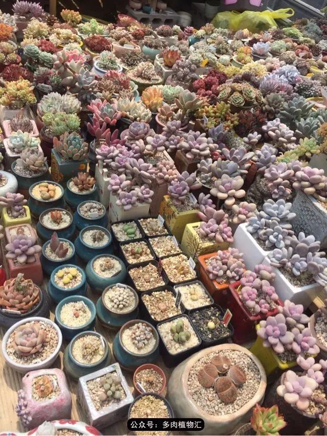韩国多肉怎么买才好看,韩国多肉和国内有什么区别