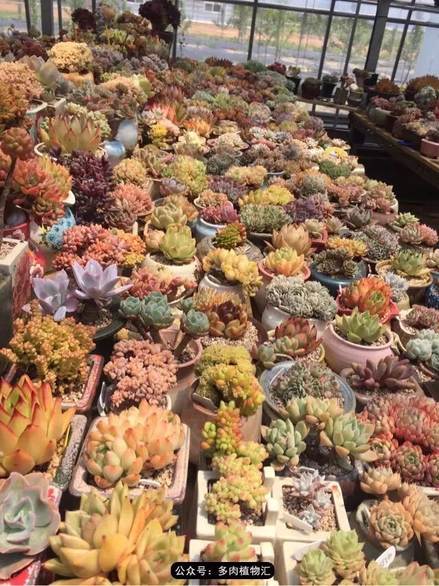 韩国多肉怎么买才好看,韩国多肉和国内有什么区别