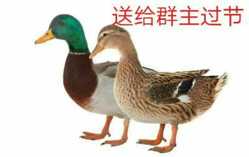 “我太难了！”今天没有一只鸭子能活着走出广西