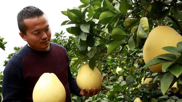 种植柚子树的小窍门,栽种的柚子树怎么施肥