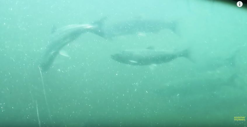 给约会软件拍视频带盐，这个网红博主被骂成筛子…