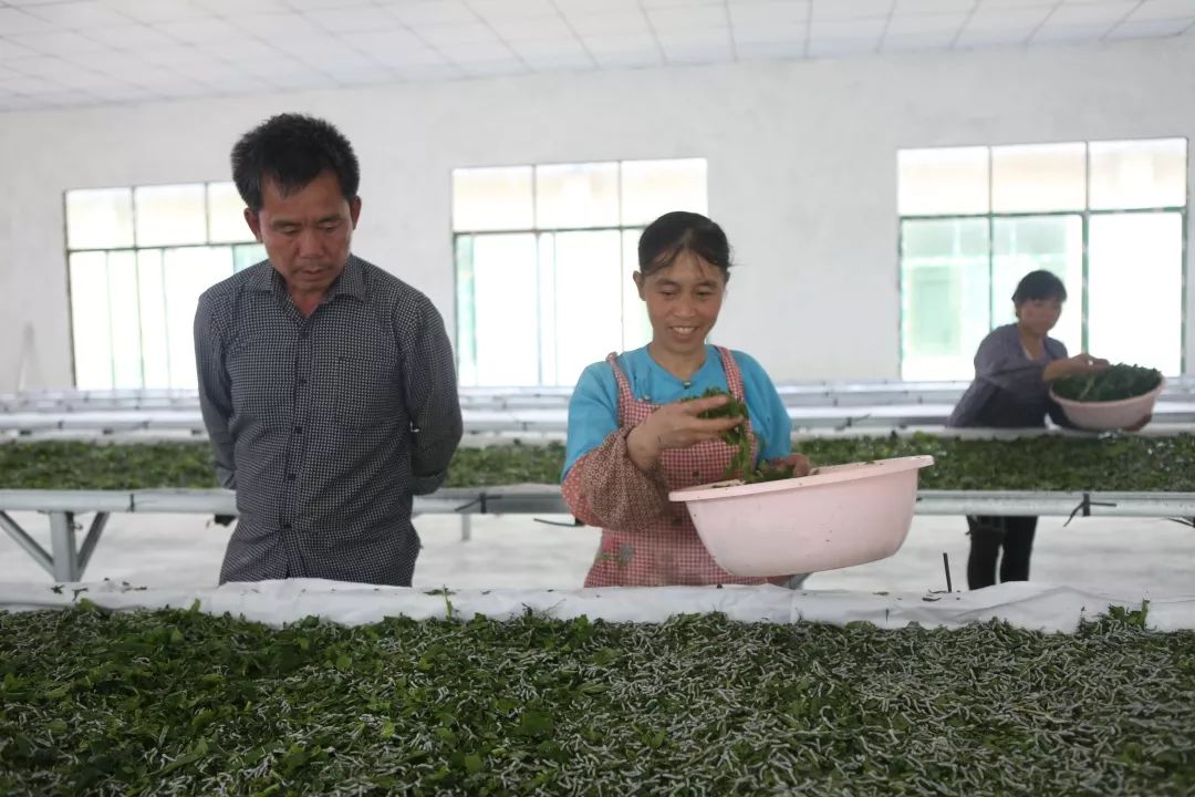 贵州荔波县哪些农业项目,荔波种植什么最赚钱