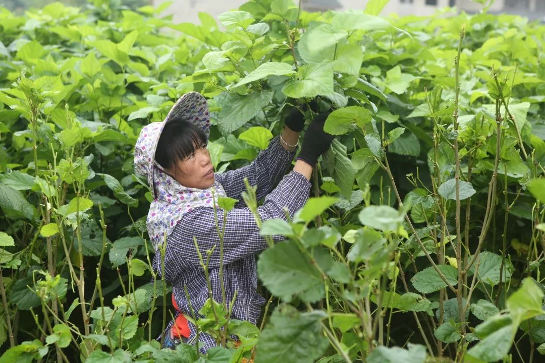 贵州荔波县哪些农业项目,荔波种植什么最赚钱