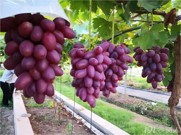 2022年有哪些新葡萄品种,2019葡萄新品种介绍