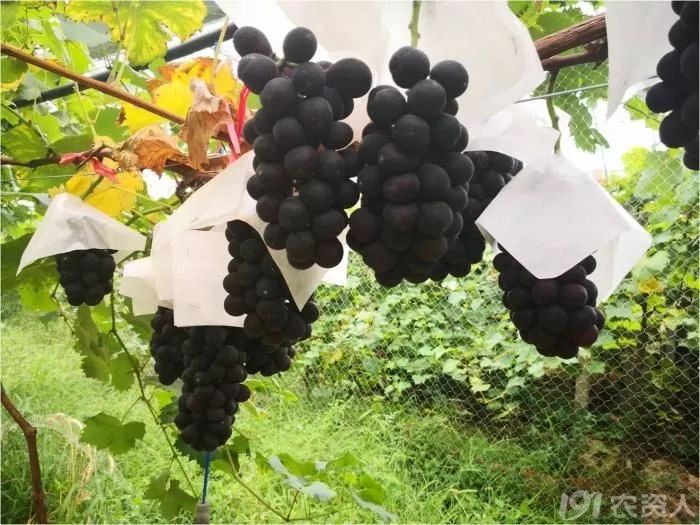 2022年有哪些新葡萄品种,2019葡萄新品种介绍