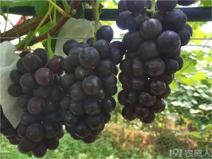 2022年有哪些新葡萄品种,2019葡萄新品种介绍