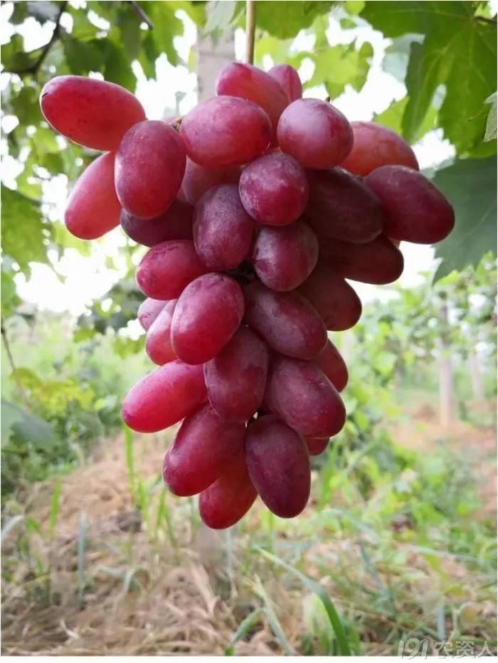 2022年有哪些新葡萄品种,2019葡萄新品种介绍