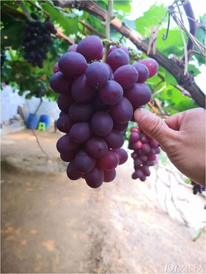 2022年有哪些新葡萄品种,2019葡萄新品种介绍