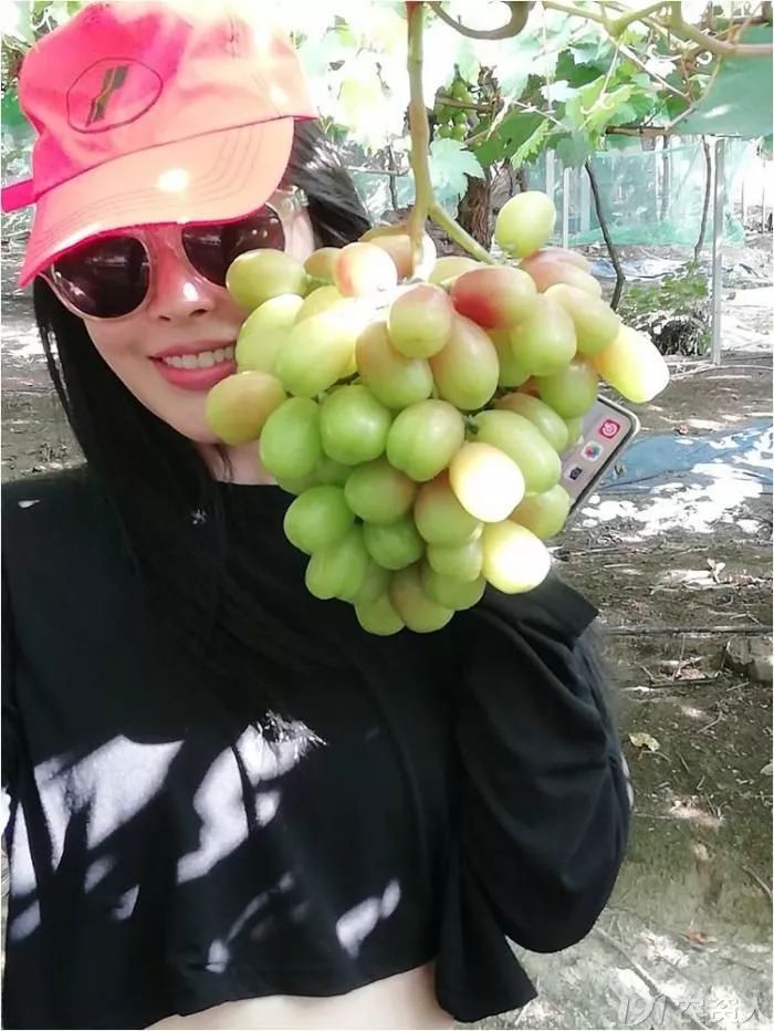 2022年有哪些新葡萄品种,2019葡萄新品种介绍