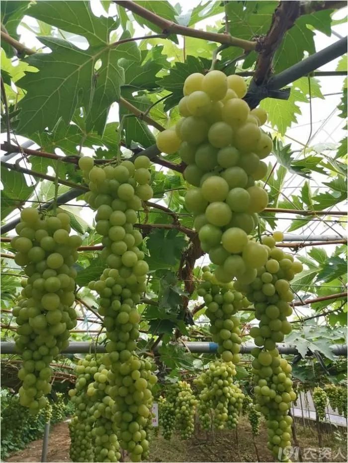 2022年有哪些新葡萄品种,2019葡萄新品种介绍