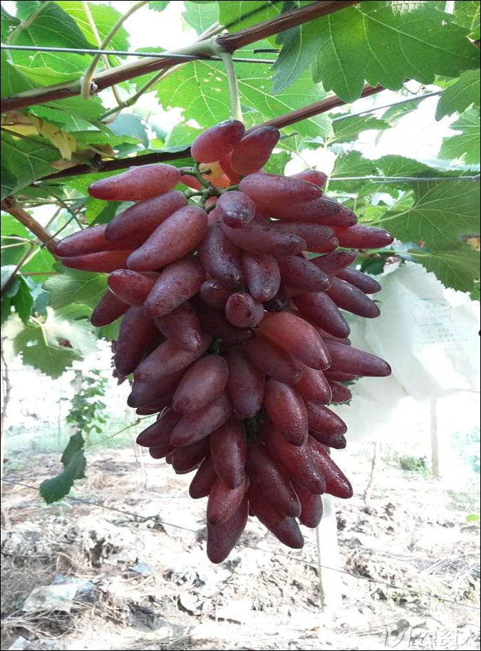 2022年有哪些新葡萄品种,2019葡萄新品种介绍