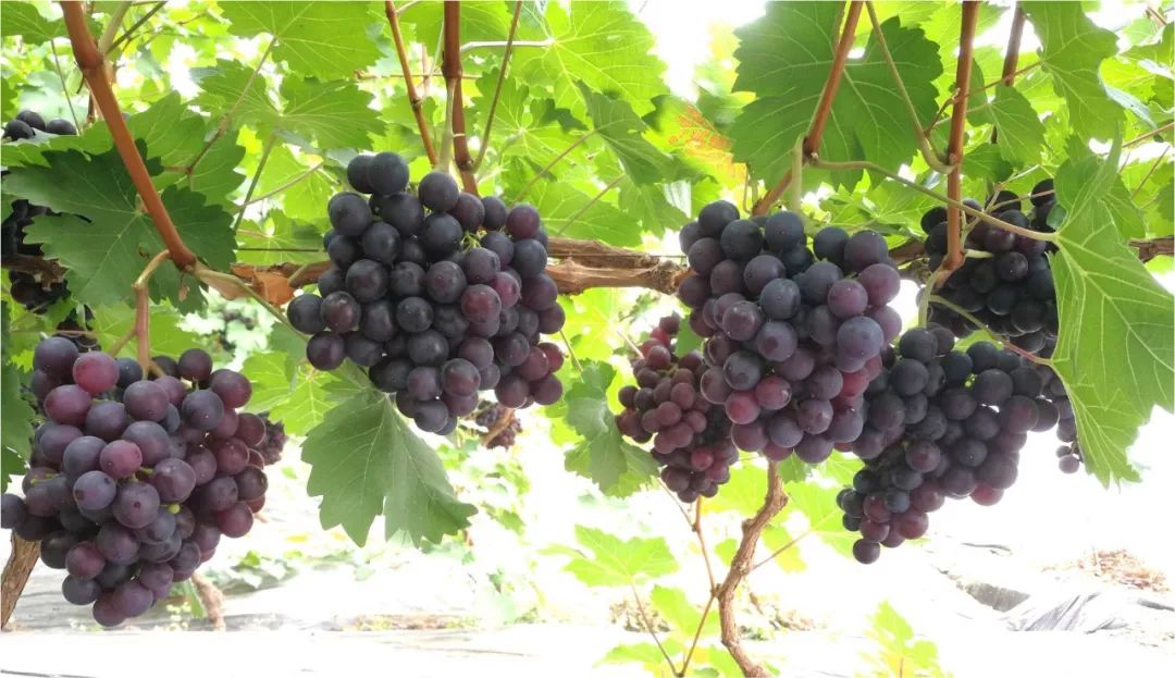 2022年有哪些新葡萄品种,2019葡萄新品种介绍