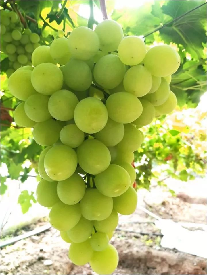 2022年有哪些新葡萄品种,2019葡萄新品种介绍