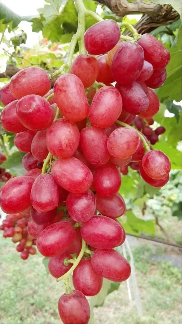 2022年有哪些新葡萄品种,2019葡萄新品种介绍