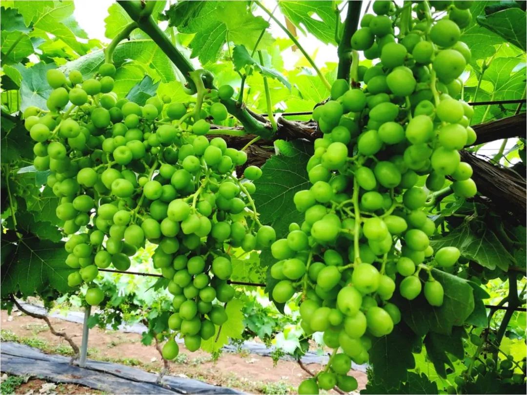 2022年有哪些新葡萄品种,2019葡萄新品种介绍