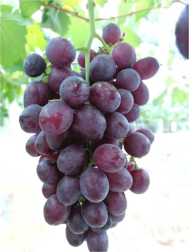 2022年有哪些新葡萄品种,2019葡萄新品种介绍