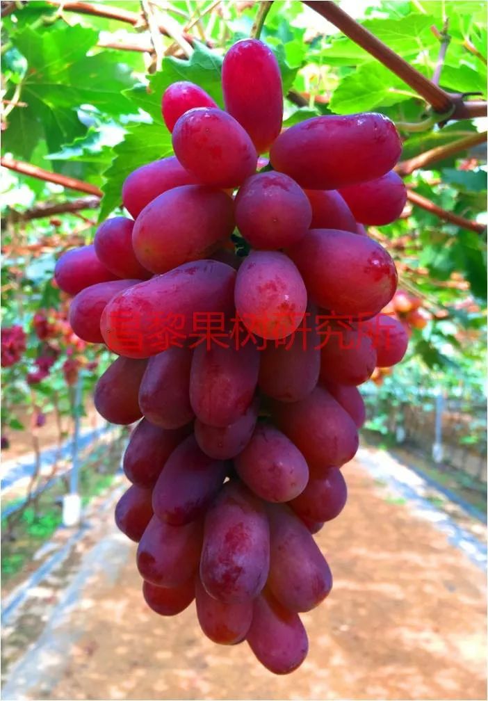 2022年有哪些新葡萄品种,2019葡萄新品种介绍