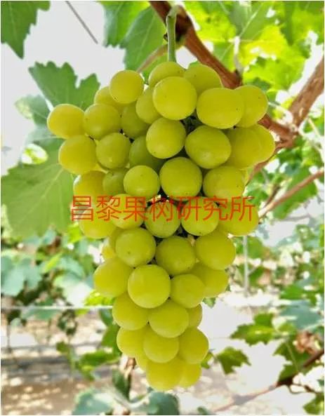 2022年有哪些新葡萄品种,2019葡萄新品种介绍