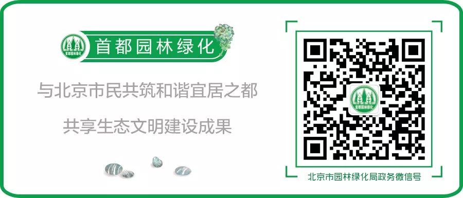 科普植物类的文章,常绿地被植物推荐