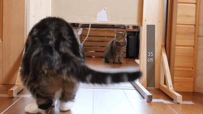 萌翻了！网友亲测猫趴在地上可以有多扁！原来猫的真实形态是液体的…
