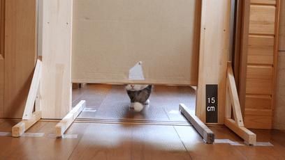 萌翻了！网友亲测猫趴在地上可以有多扁！原来猫的真实形态是液体的…