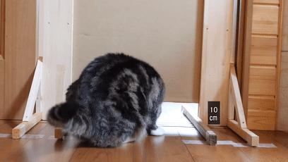 萌翻了！网友亲测猫趴在地上可以有多扁！原来猫的真实形态是液体的…