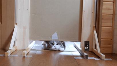 萌翻了！网友亲测猫趴在地上可以有多扁！原来猫的真实形态是液体的…
