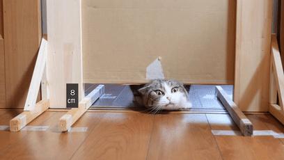 萌翻了！网友亲测猫趴在地上可以有多扁！原来猫的真实形态是液体的…