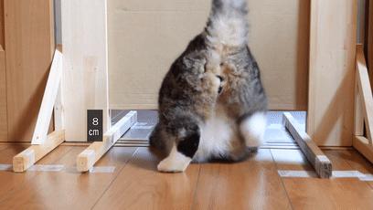 萌翻了！网友亲测猫趴在地上可以有多扁！原来猫的真实形态是液体的…