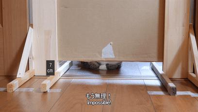 萌翻了！网友亲测猫趴在地上可以有多扁！原来猫的真实形态是液体的…