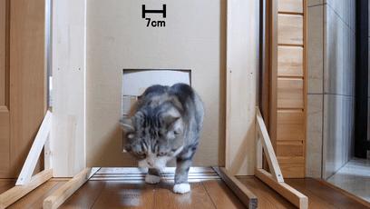 萌翻了！网友亲测猫趴在地上可以有多扁！原来猫的真实形态是液体的…