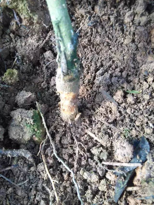 柑橘树干枯萎了还能救活吗,柑橘根部树干脱皮是什么原因