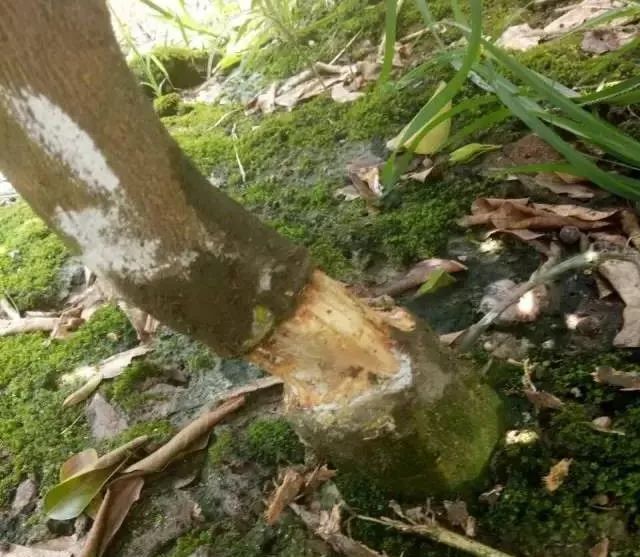 柑橘树干枯萎了还能救活吗,柑橘根部树干脱皮是什么原因