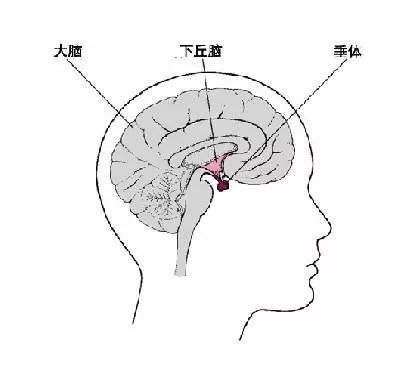 女性健康周期讲解,女性健康周期解读